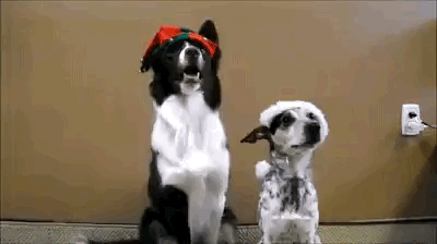 你给我摆好pose，要拍照了！