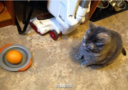 仔细看这只猫的眼神，你猜不出到底发生了什么
