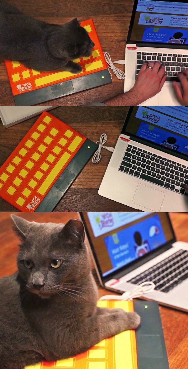猫咪专用键盘