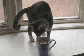 怎样鉴定是否为正宗的猫屎咖啡