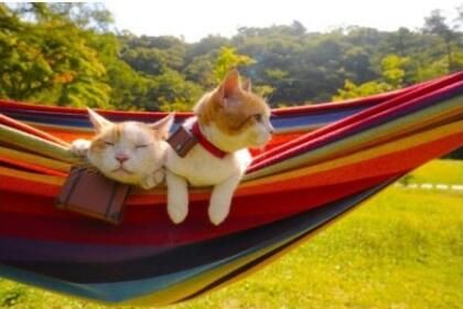彩虹上的猫
