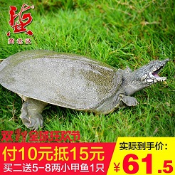 舌尖上双11——品质生鲜篇 舌尖上双11——品质生鲜篇