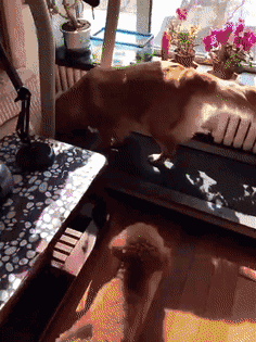 我家有只喜欢玩跑步机的金毛狗 我家有只喜欢玩跑步机的金毛狗