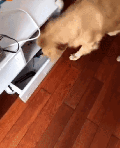 我家有只喜欢玩跑步机的金毛狗 我家有只喜欢玩跑步机的金毛狗