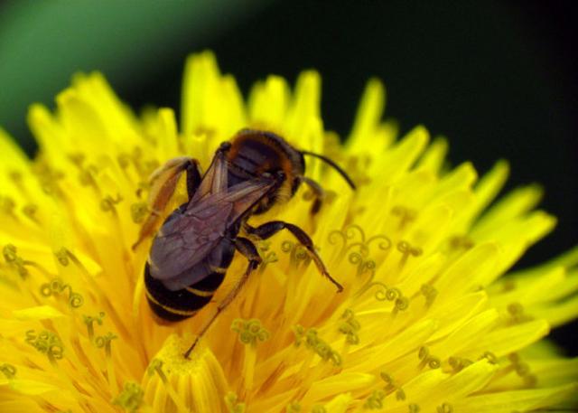 人体健康守护神?蜂胶真的那么神奇? 人体健康守护神?蜂胶真的那么神奇?