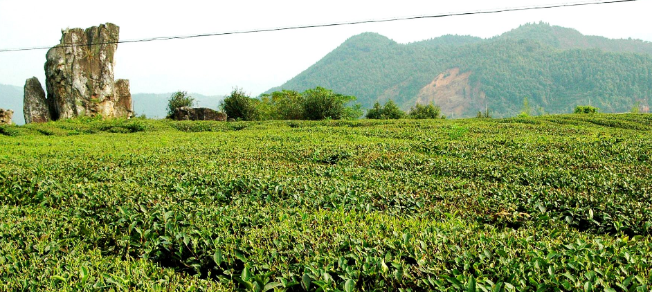 “北岩”、“清神阁”和“孝文家茶”乌龙茶哪个好?价格呢? “北岩”、“清神阁”和“孝文家茶”乌龙茶哪个好?价格呢?