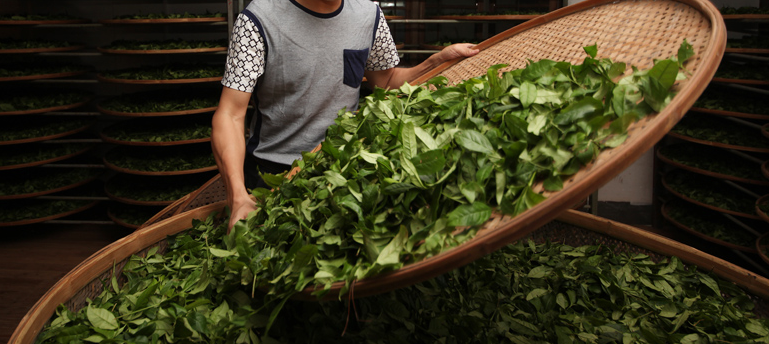 “北岩”、“清神阁”和“孝文家茶”乌龙茶哪个好？价格呢？