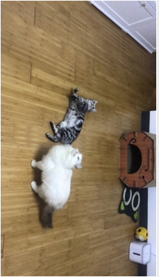 普瑞纳猫粮是大品牌吗？值得购买吗？
