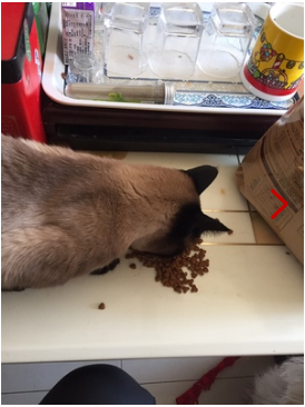 好主人猫粮好不好？价格怎么样？