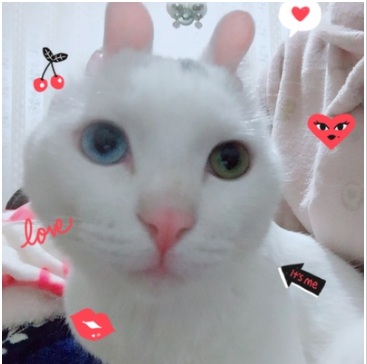 顽皮猫粮值不值得买？销量怎么样？