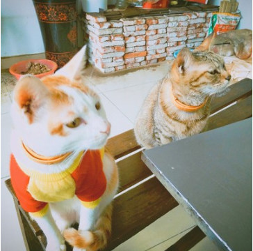 雷米高猫粮怎么样？好不好？