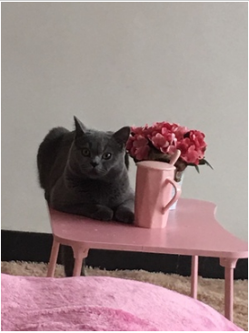 雷米高猫粮怎么样？好不好？