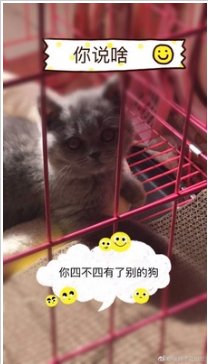 巅峰猫粮口碑如何?值得购买吗? 巅峰猫粮口碑如何?值得购买吗?