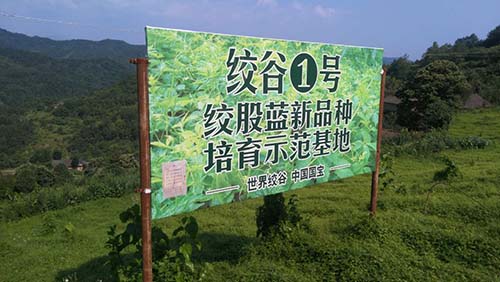 我国三大绞股蓝产区，平利绞股蓝独占鳌头