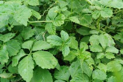 绞股蓝广泛应用于护肤品、护发品、化妆品中,为什么 绞股蓝广泛应用于护肤品、护发品、化妆品中,为什么