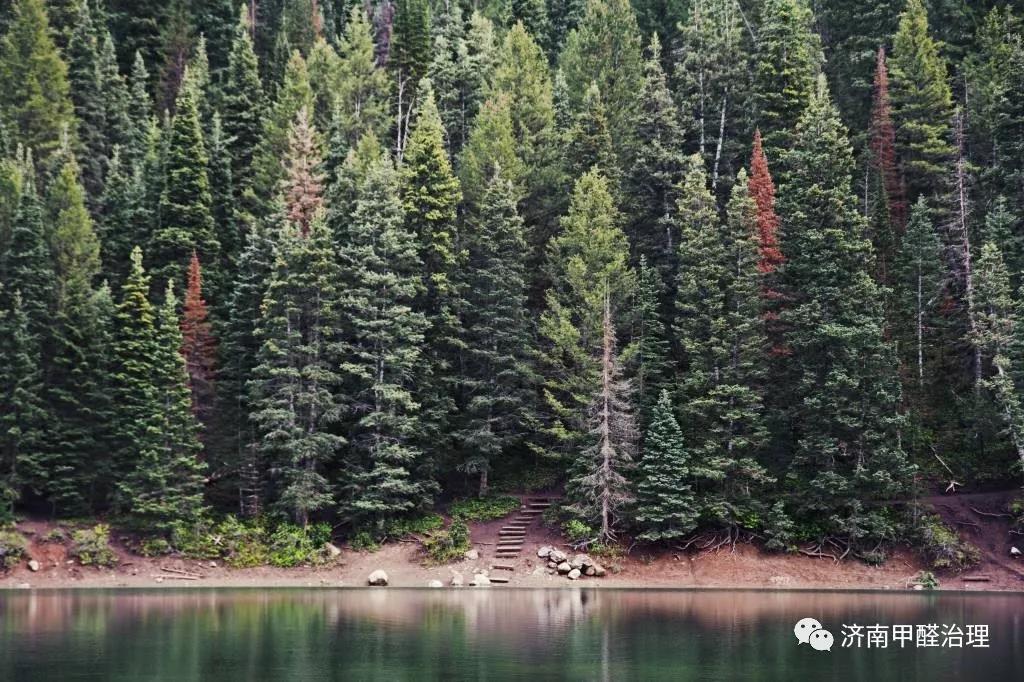 家有松林空间治理-百年松林,您身边的守护神 家有松林空间治理-百年松林,您身边的守护神