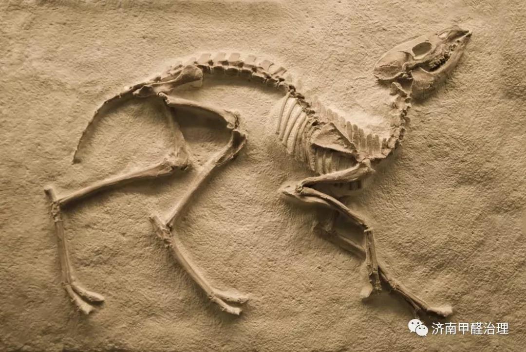 家有松林空间治理-百年松林,您身边的守护神 家有松林空间治理-百年松林,您身边的守护神