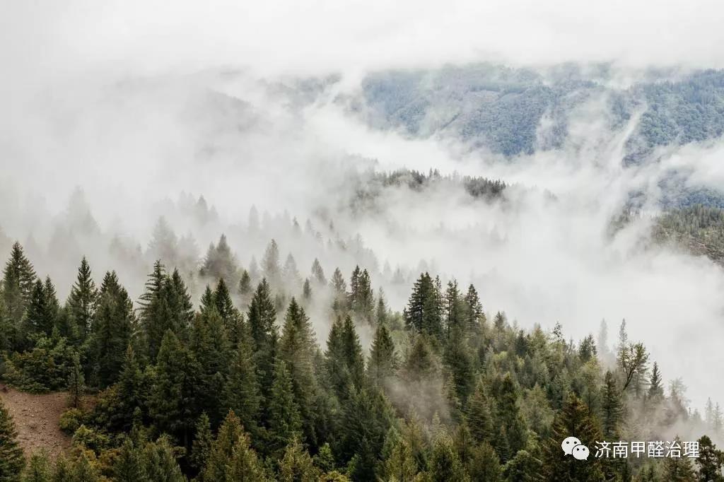 家有松林空间治理-百年松林,您身边的守护神 家有松林空间治理-百年松林,您身边的守护神