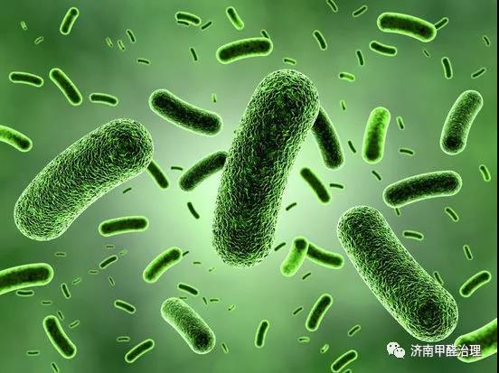 家有松林空间治理-百年松林,您身边的守护神 家有松林空间治理-百年松林,您身边的守护神