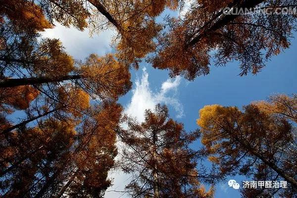 家有松林空间治理-百年松林,您身边的守护神 家有松林空间治理-百年松林,您身边的守护神