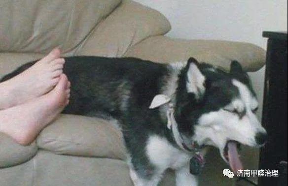 红松精气宝实验结果曝光——真正的除臭，用数据说话！