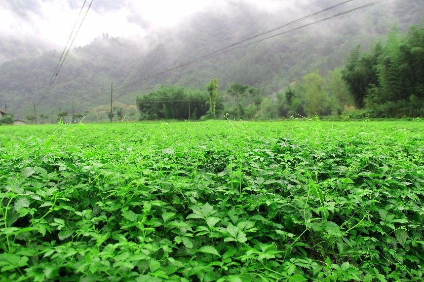常喝绞股蓝茶,美颜抗衰老 常喝绞股蓝茶,美颜抗衰老