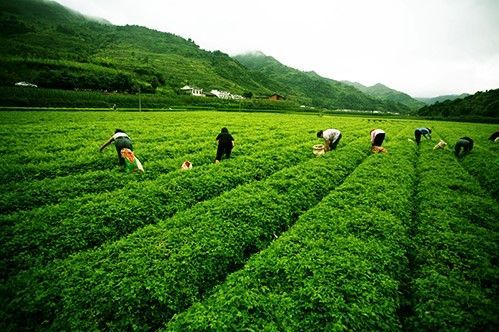 谈谈绞股蓝的价格和成本，为啥大家都买绞股蓝茶？