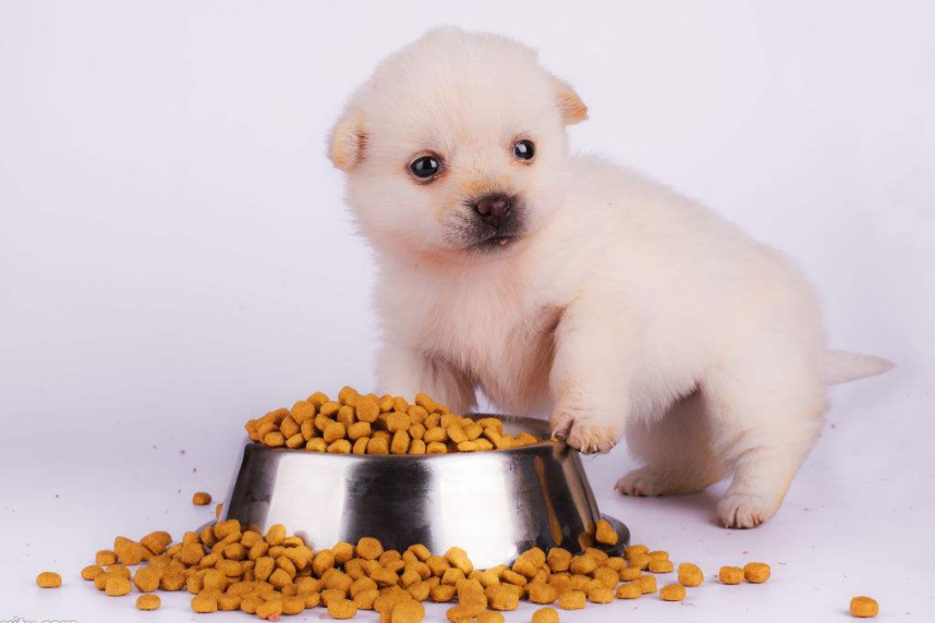 好的犬粮的牌子有哪些？推荐几款？