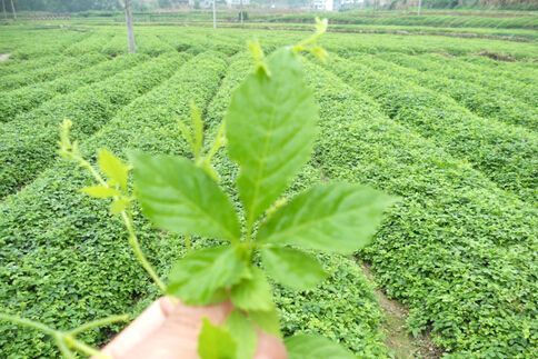 五叶绞股蓝是目前市场上最好的绞股蓝吗？听说还有七叶和九叶的!