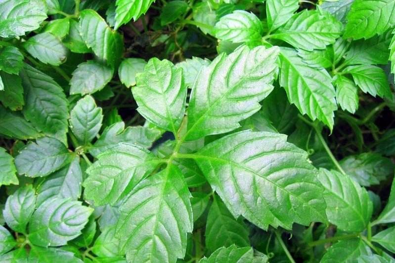 绞股蓝茶在重庆市场火爆热销