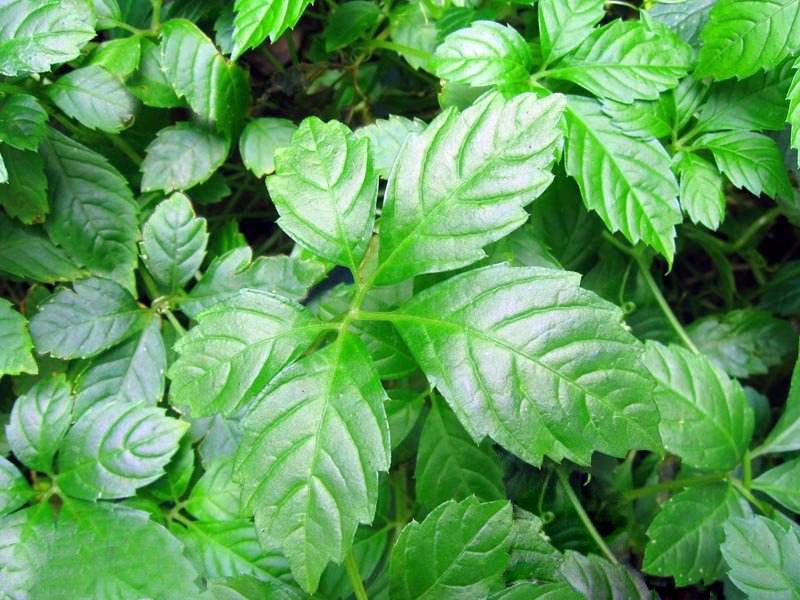 绞股蓝茶在重庆为何获得广大药房的青睐
