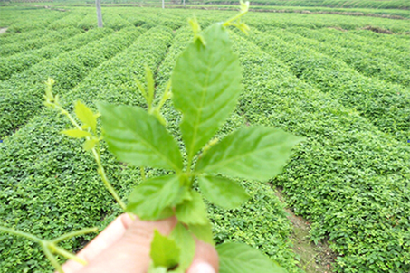 绞股蓝茶如何占据市场销售份额？