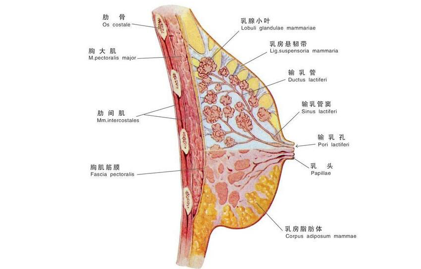 女生该怎样选择运动内衣，以及该怎么告别选择误区