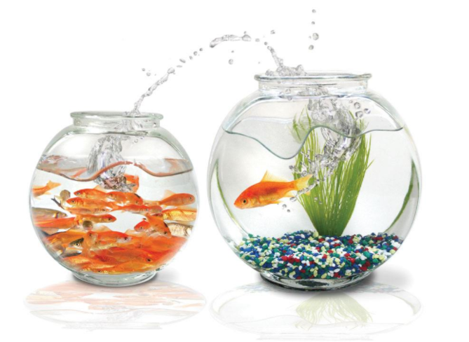 养鱼新手如何选择鱼缸 以下7点值得借鉴 养鱼新手如何选择鱼缸 以下7点值得借鉴