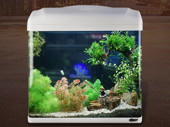 养鱼新手如何选择鱼缸 以下7点值得借鉴 养鱼新手如何选择鱼缸 以下7点值得借鉴