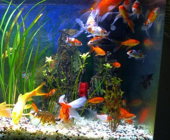 【鱼缸摆放常识】——鱼缸的风水作用和8大摆放禁忌 【鱼缸摆放常识】——鱼缸的风水作用和8大摆放禁忌