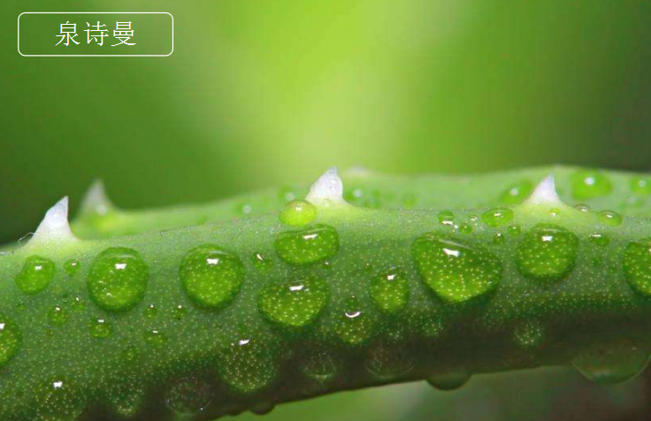 芦荟胶祛斑技巧 告别肌肤暗沉恢复白皙透亮 芦荟胶祛斑技巧 告别肌肤暗沉恢复白皙透亮