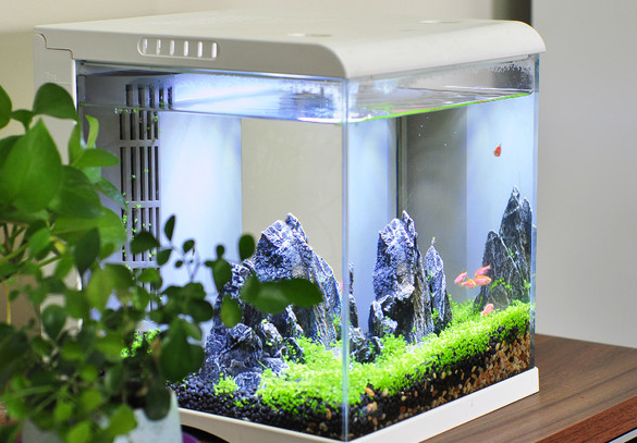 吉宝宝智能鱼缸哪买?吉宝宝智能鱼缸适合新手吗? 吉宝宝智能鱼缸哪买?吉宝宝智能鱼缸适合新手吗?