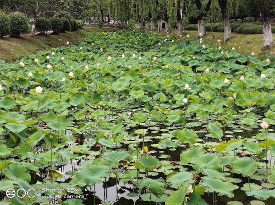 重度使用两周的vivo Z5x深度测评!这些独特体验你应该知道 重度使用两周的vivo Z5x深度测评!这些独特体验你应该知道