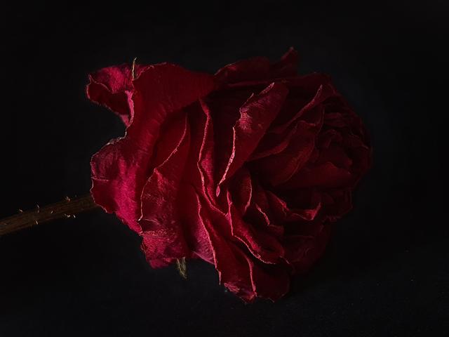 一块屏幕撑起半边天,看摩托罗拉P50如何找回自信 一块屏幕撑起半边天,看摩托罗拉P50如何找回自信