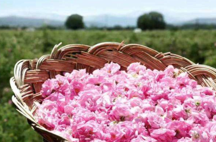 纯露小百科:纯露和爽肤水有什么不同 纯露小百科:纯露和爽肤水有什么不同