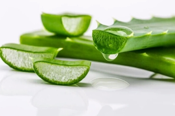 芦荟胶的作用?这个小知识你必须知道 芦荟胶的作用?这个小知识你必须知道