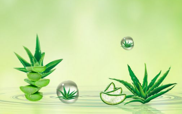 芦荟胶的作用?这个小知识你必须知道 芦荟胶的作用?这个小知识你必须知道