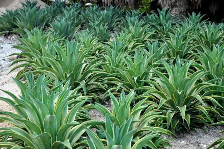 芦荟胶的作用?这个小知识你必须知道 芦荟胶的作用?这个小知识你必须知道