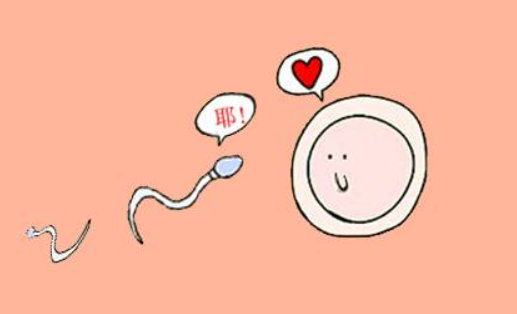 排卵试纸—夫妻备孕的小帮手 排卵试纸—夫妻备孕的小帮手