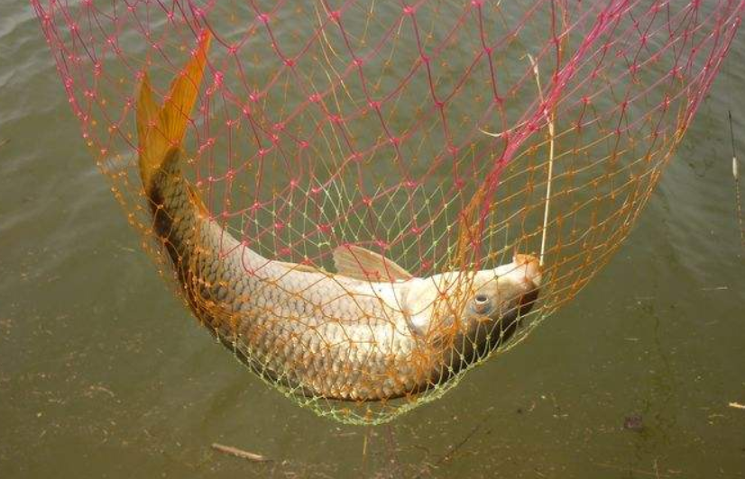 鲤鱼难钓?那是因为不知道这些鲤鱼饵料配方 鲤鱼难钓?那是因为不知道这些鲤鱼饵料配方