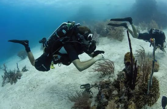 全封闭式循环呼吸器好吗 全封闭式循环呼吸器有哪些优势与劣势 全封闭式循环呼吸器好吗 全封闭式循环呼吸器有哪些优势与劣势