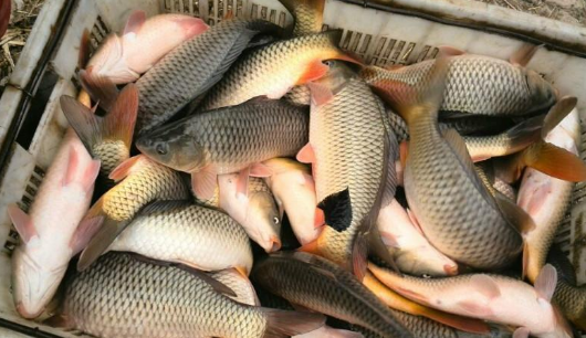 钓大鲤鱼饵料怎么配?看完你就知道了 钓大鲤鱼饵料怎么配?看完你就知道了