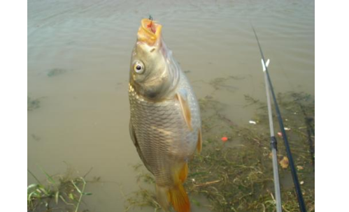 钓大鲤鱼饵料怎么配?看完你就知道了 钓大鲤鱼饵料怎么配?看完你就知道了