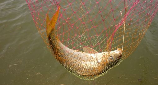 钓鲤鱼用什么饵料最好 怎么自制钓鲤鱼饵料 钓鲤鱼用什么饵料最好 怎么自制钓鲤鱼饵料